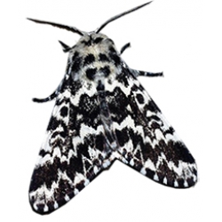 Pine Arches Moth Panthea coenobita cocoons SPECIAL JUBILEE PRICE!